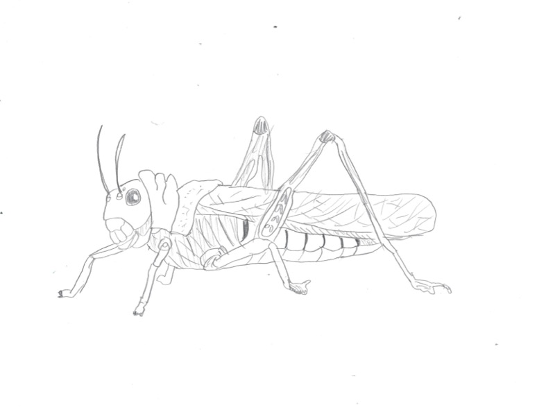 Grasshopper Who Played the Fool by Gambito Nakamoto